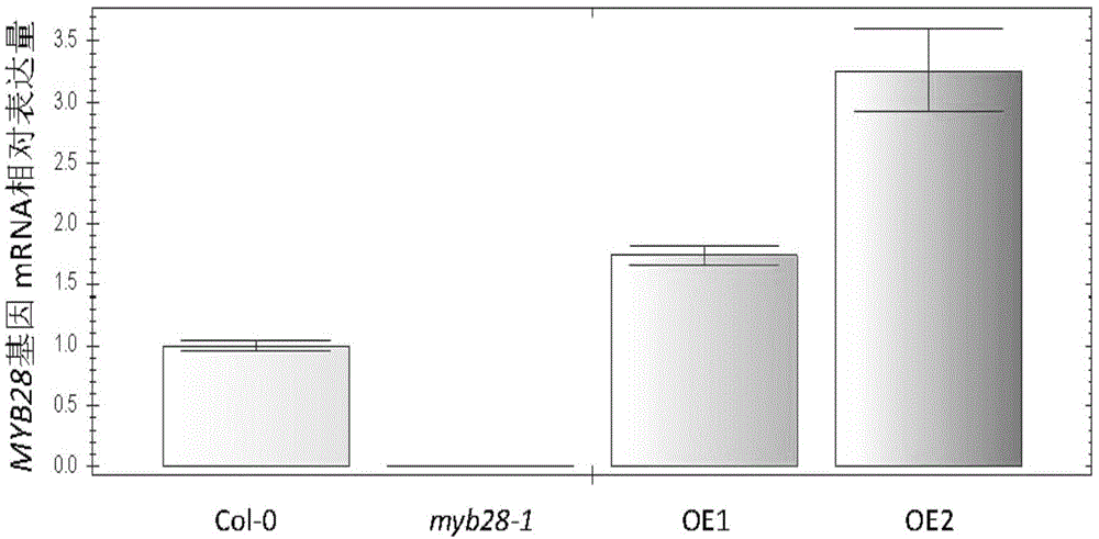 Application of MYB28 protein and encoding gene thereof in regulation and control of tolerance of plants on ABA