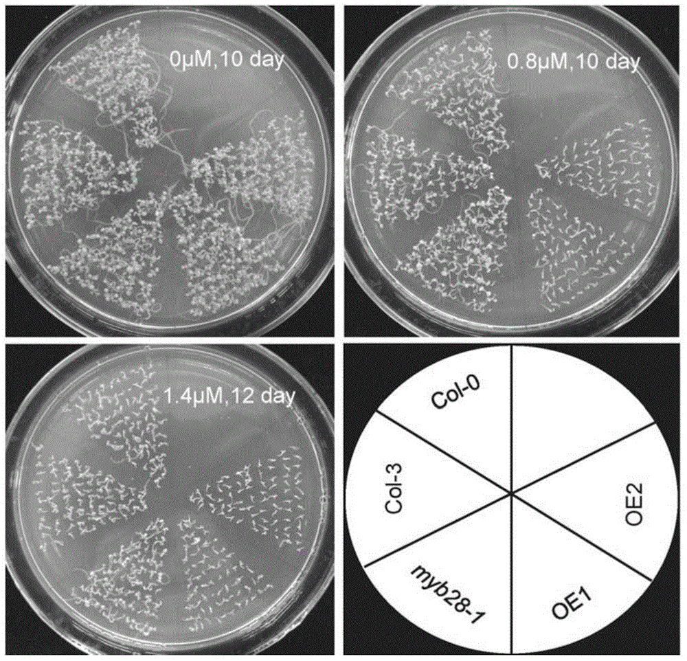 Application of MYB28 protein and encoding gene thereof in regulation and control of tolerance of plants on ABA