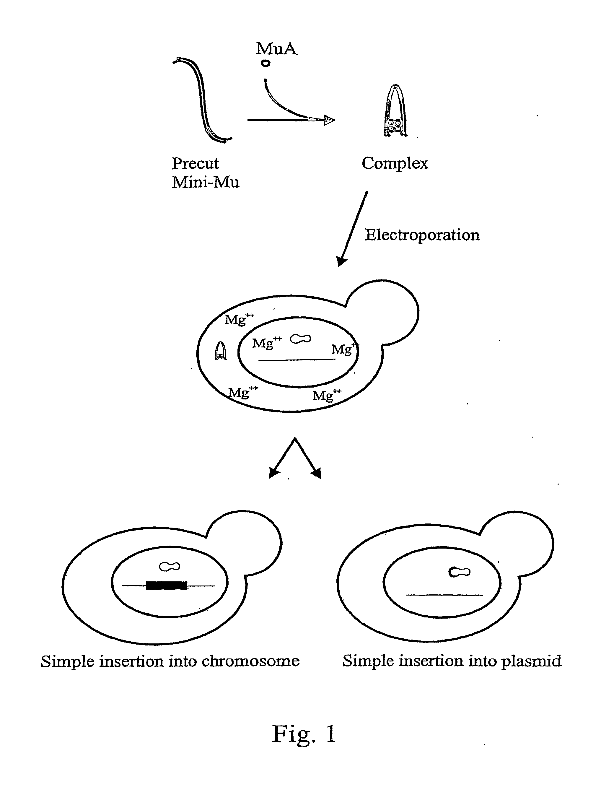 Method for delivering nucleic acid into eukaryotic genomes