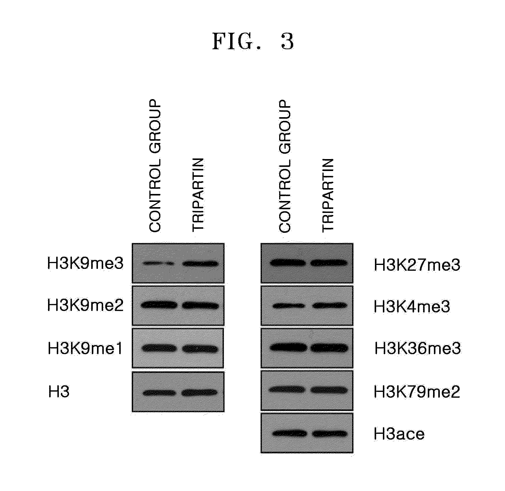 Novel  compound,  preparing  method thereof,  and use  thereof  as  inhibitors  of  histone  demethylase