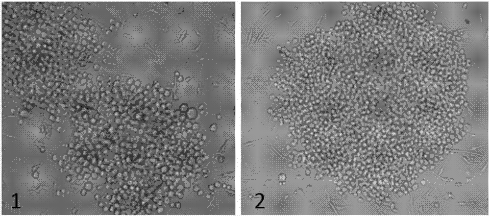 Colloidal gold test strip capable of simultaneously detecting type-1 and type-3 duck hepatitis A viruses and preparation method of colloidal gold test strip