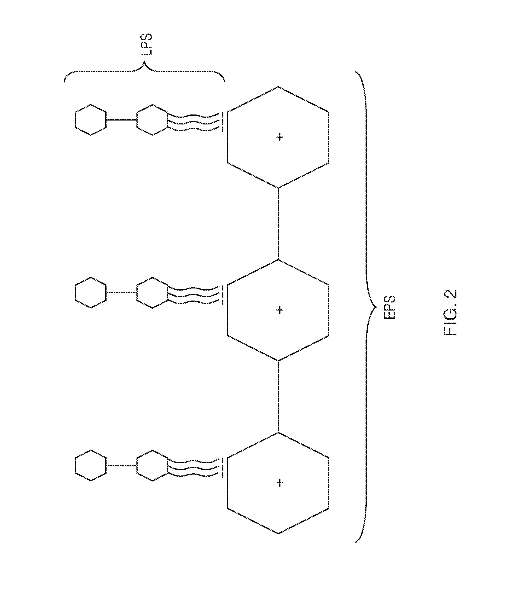 Polysaccharide composition and methods of isolation of the emulsion stabilizing cationic polyelectrolytic polysaccharide