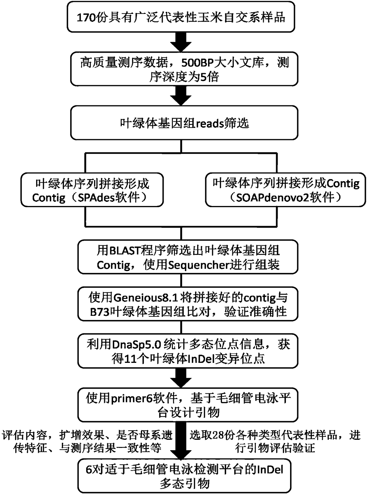 A set of maize chloroplast InDel markers applicable to capillary electrophoresis detection platform