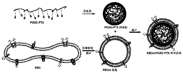 Preparation method and application of erythrocyte membrane-coated acid-sensitive polymer prodrug nano drug delivery system