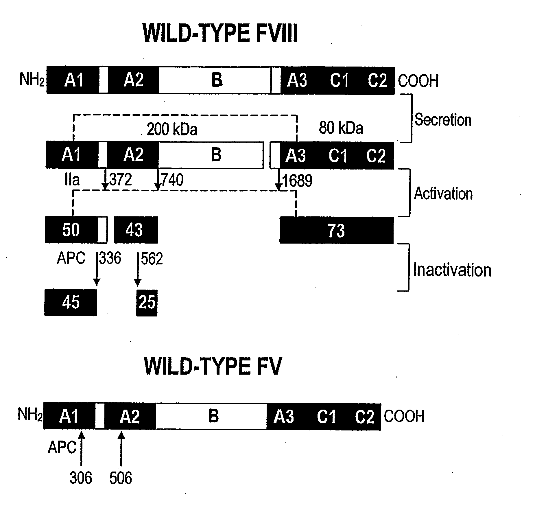 Method of Producing Factor VIII Proteins by Recombinant Methods