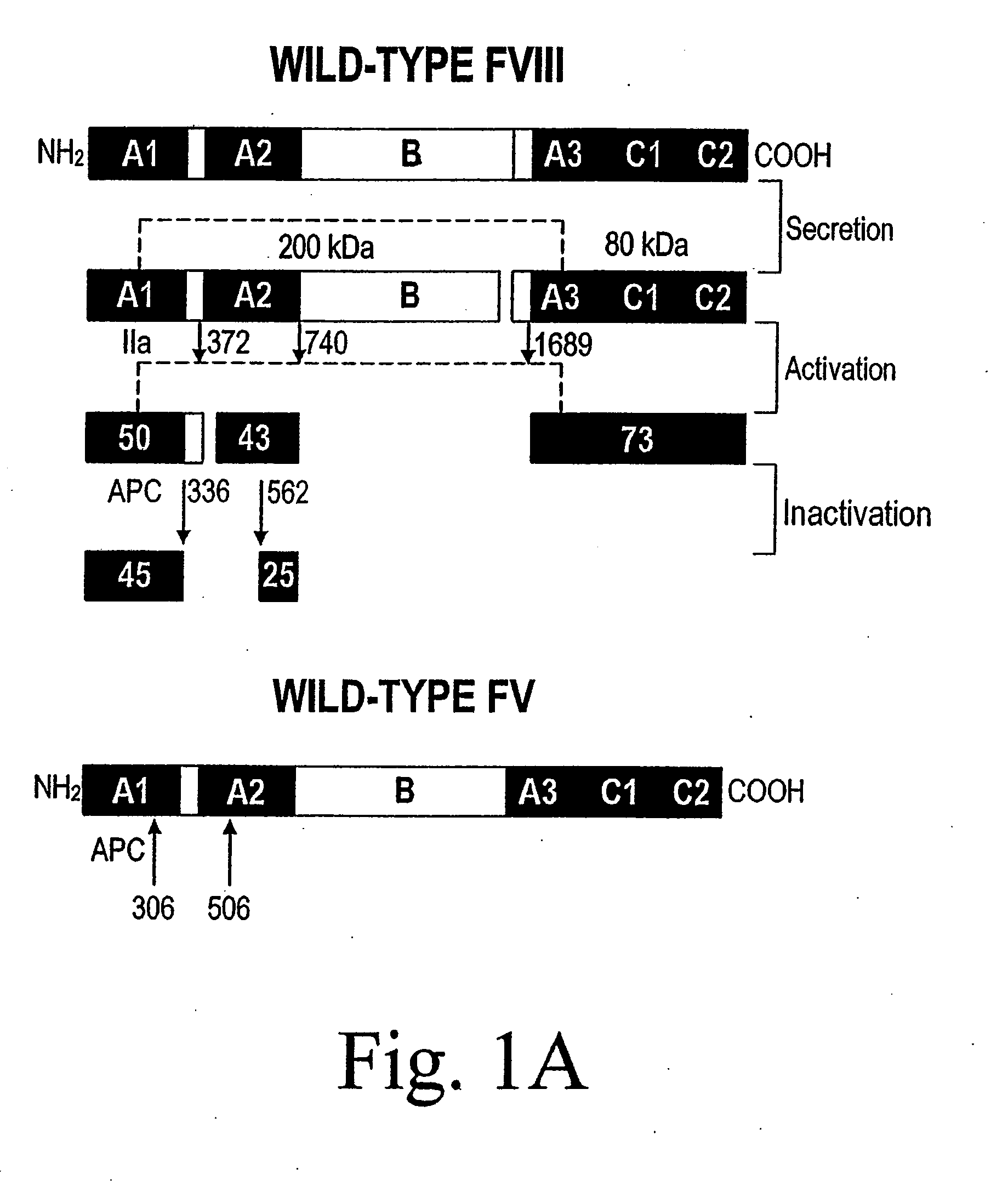 Method of Producing Factor VIII Proteins by Recombinant Methods