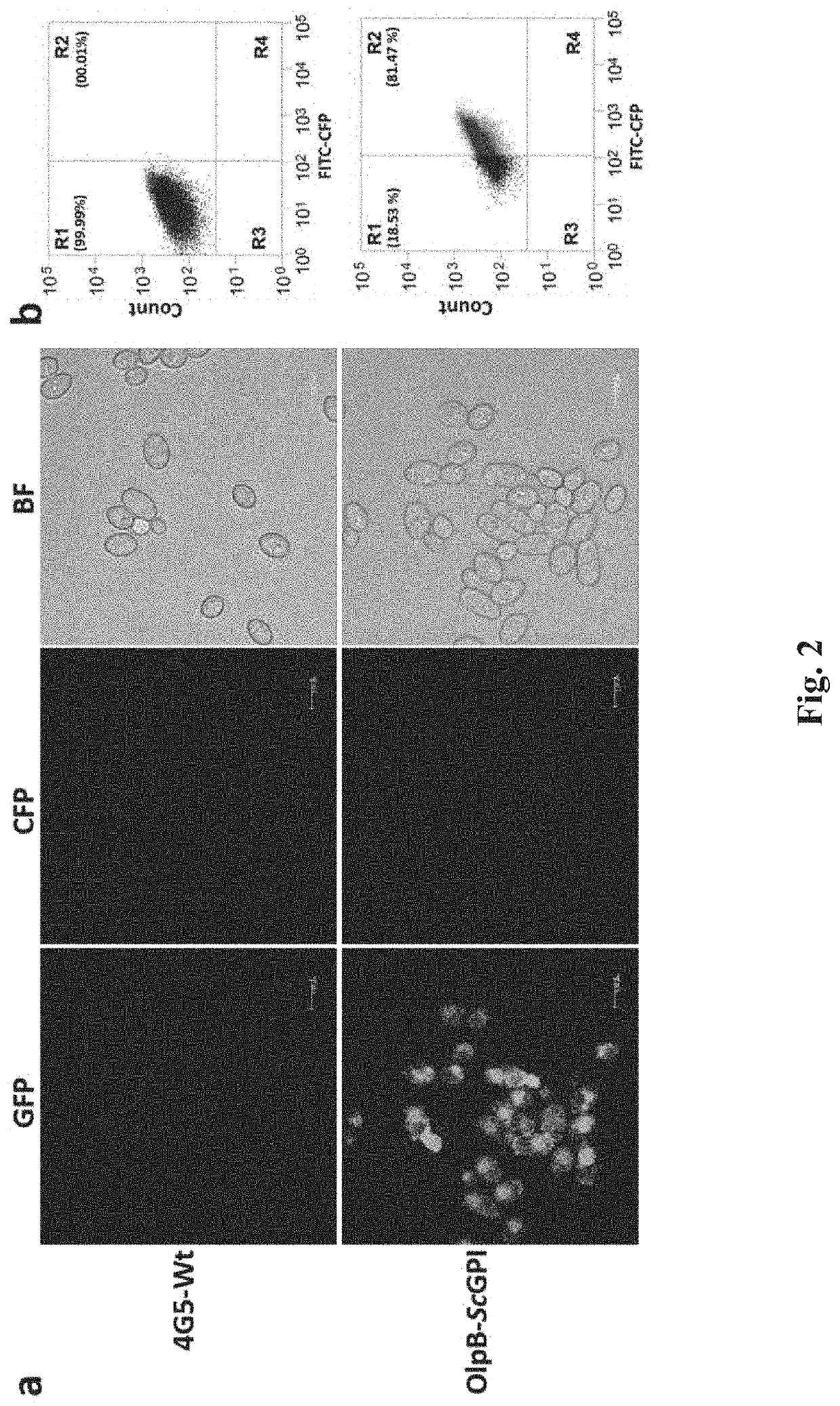 Recombinant cellulosome complex and uses thereof