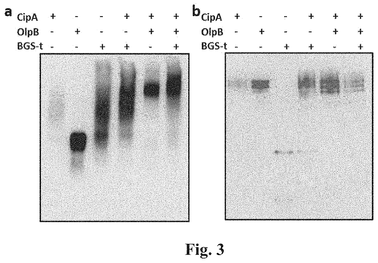 Recombinant cellulosome complex and uses thereof