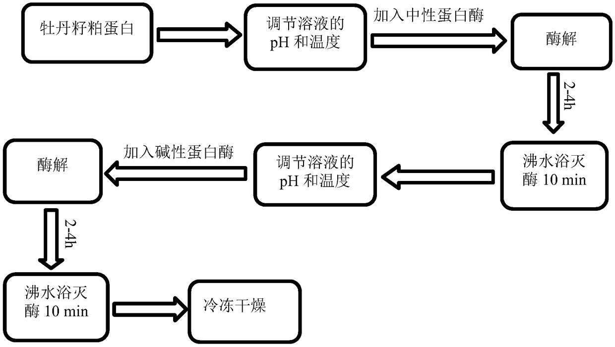 Peony seed meal polypeptide with antioxidant activity as well as preparation method and application thereof