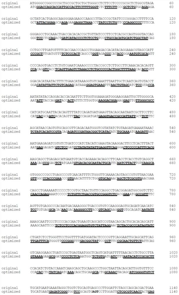 Nucleotide sequence encoding human receptor tyrosine kinase mer and application thereof