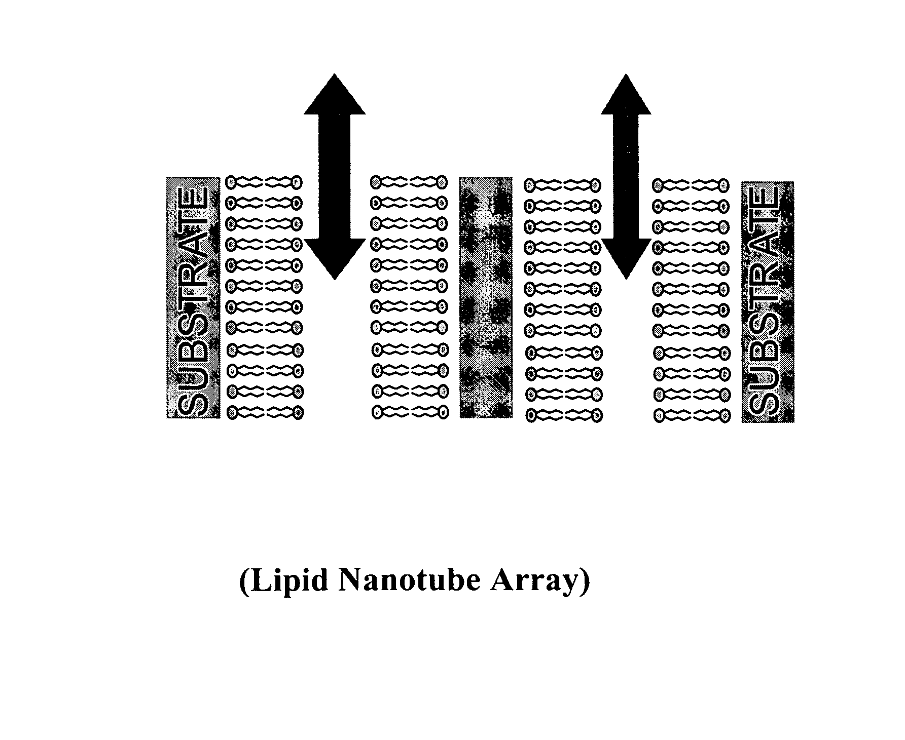 Nanotube structures having a surfactant bilayer inner wall coating