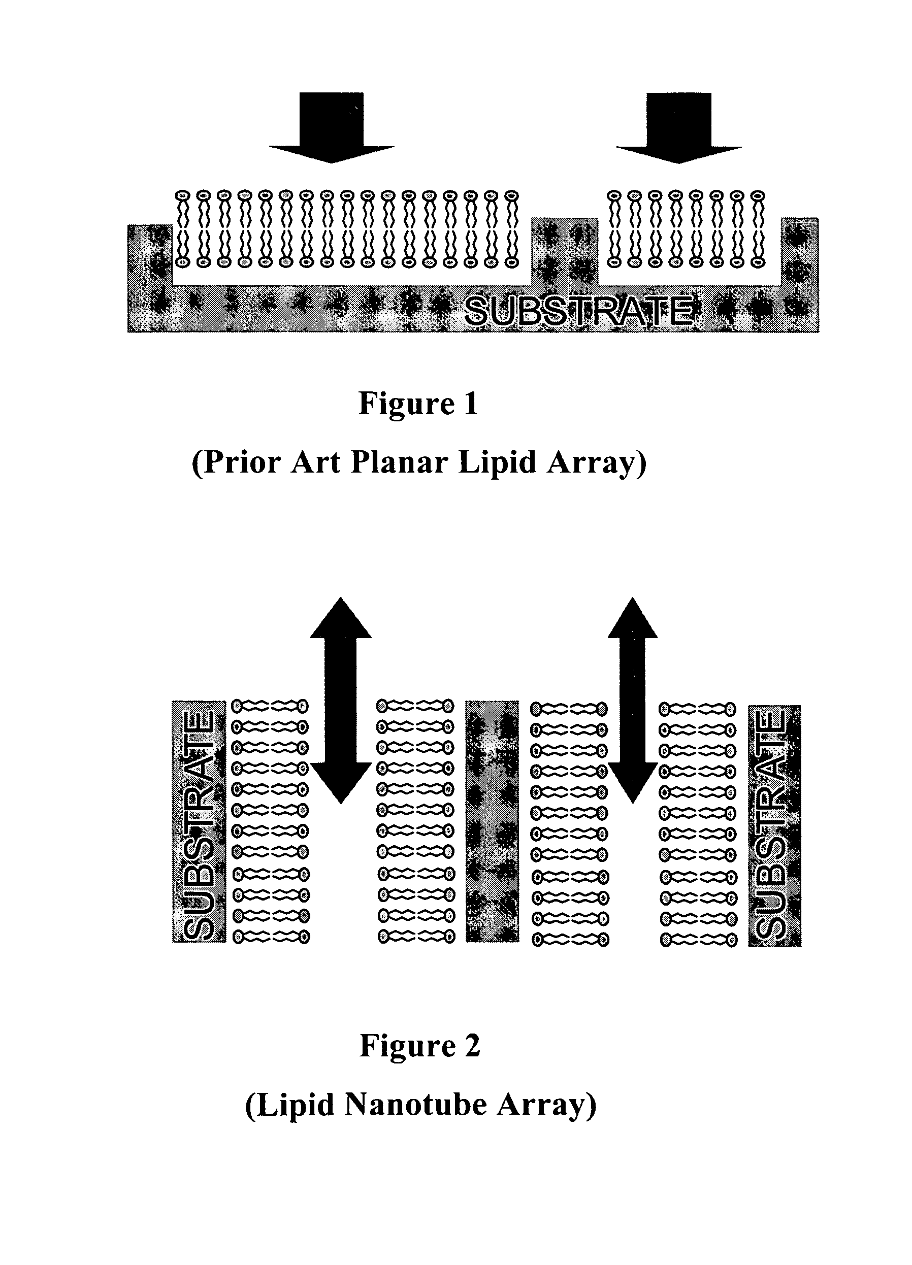 Nanotube structures having a surfactant bilayer inner wall coating