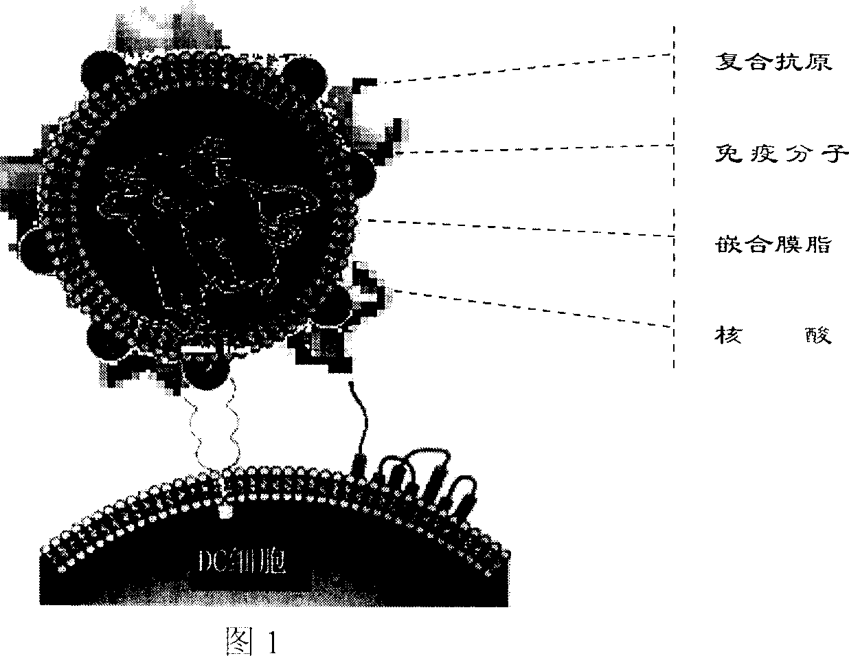 Self-assembly composite nano granule tumor vaccine and method for preparing same