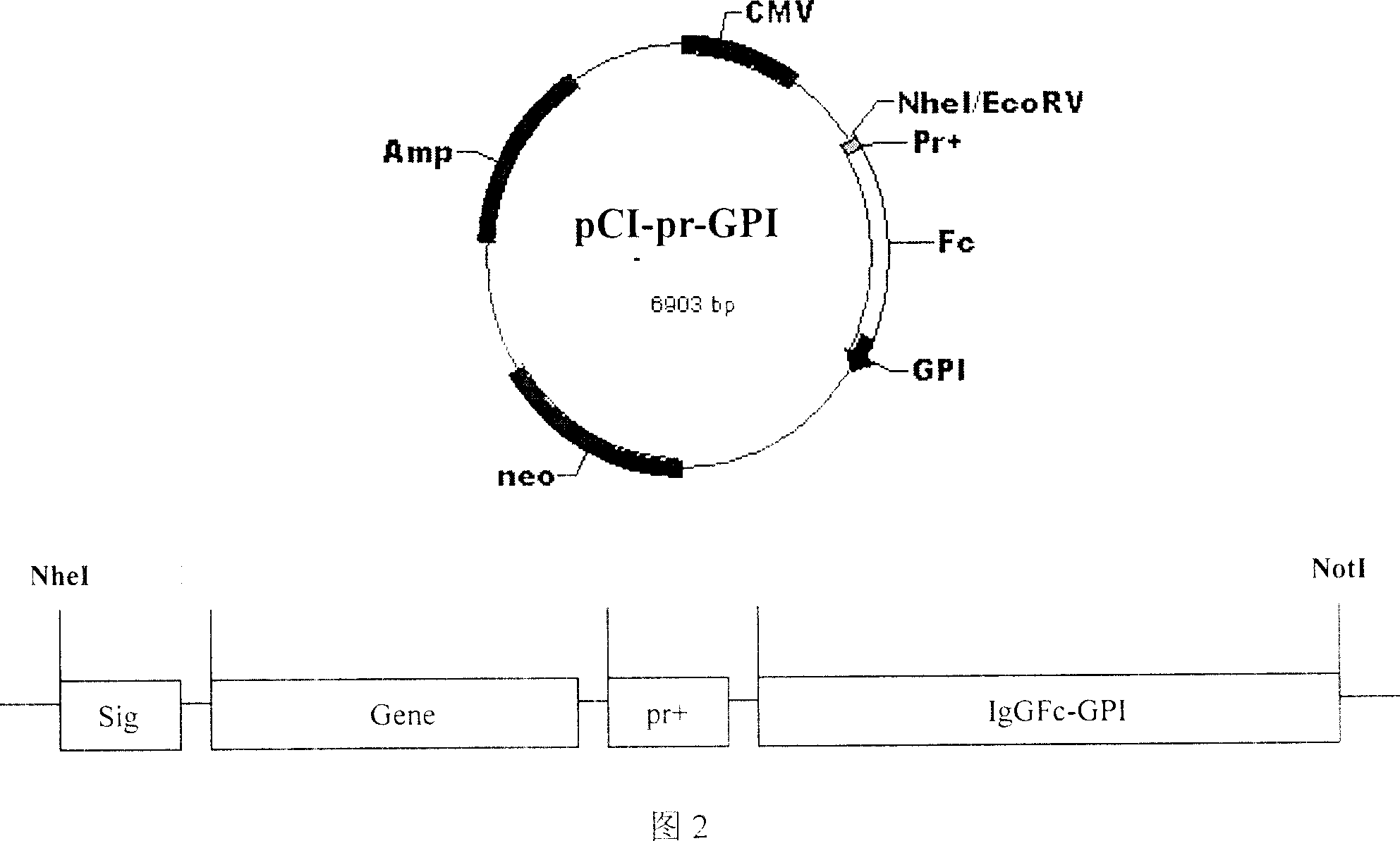 Self-assembly composite nano granule tumor vaccine and method for preparing same