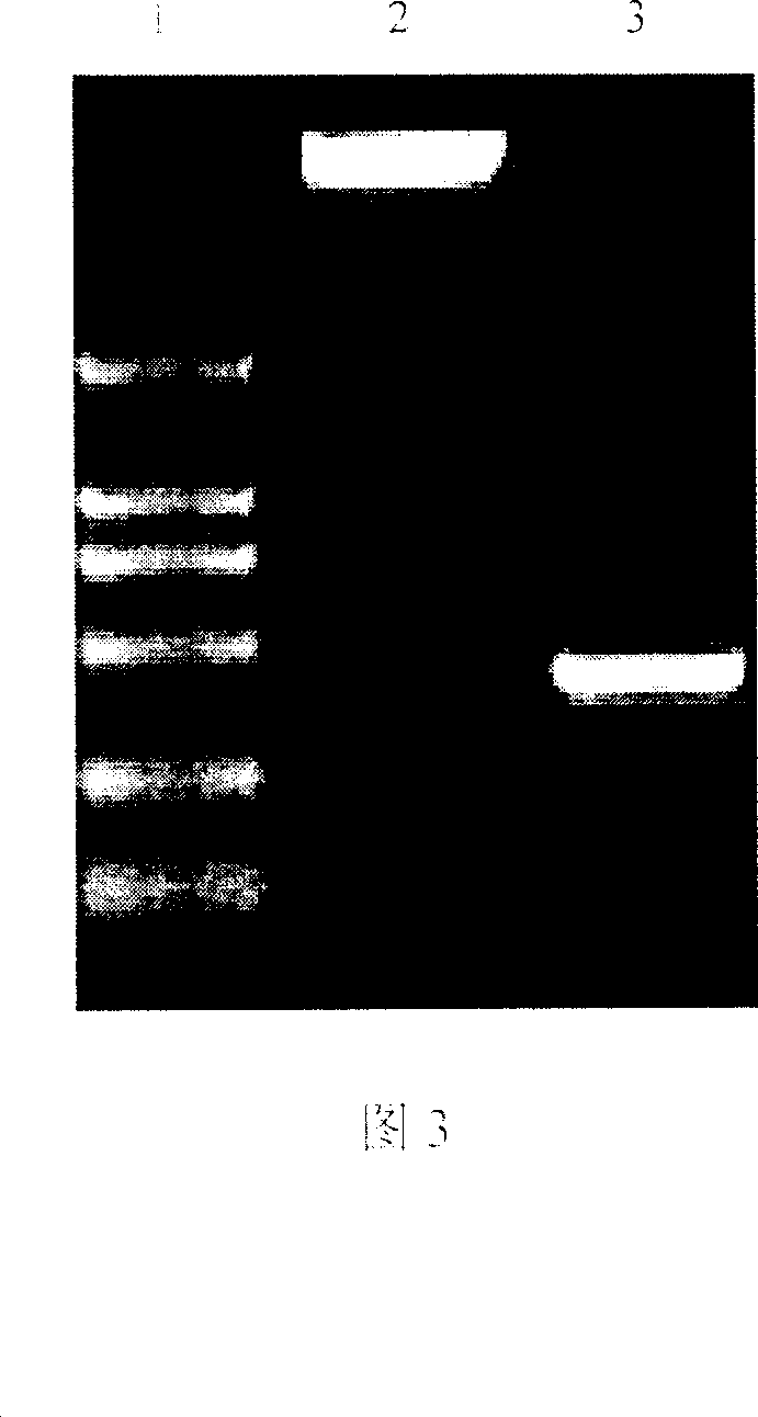 Self-assembly composite nano granule tumor vaccine and method for preparing same