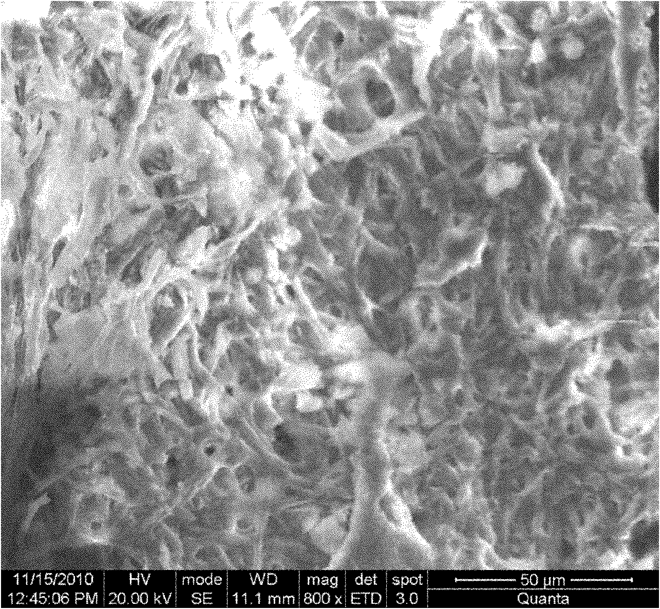 Heavy metal biological absorbent, preparation method thereof and application in treating cadmium-containing wastewater