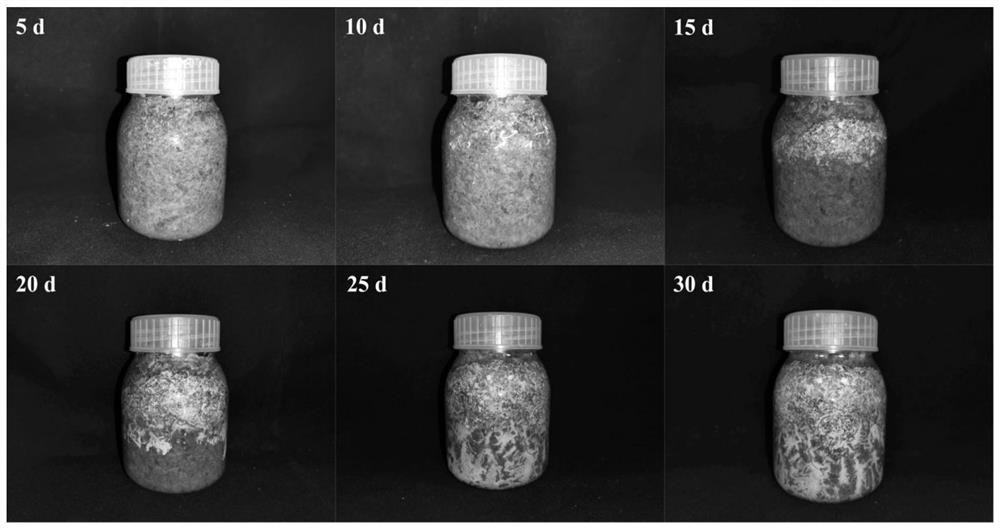 Soybean straw culture medium for culturing armillaria mellea and production method of armillaria mellea