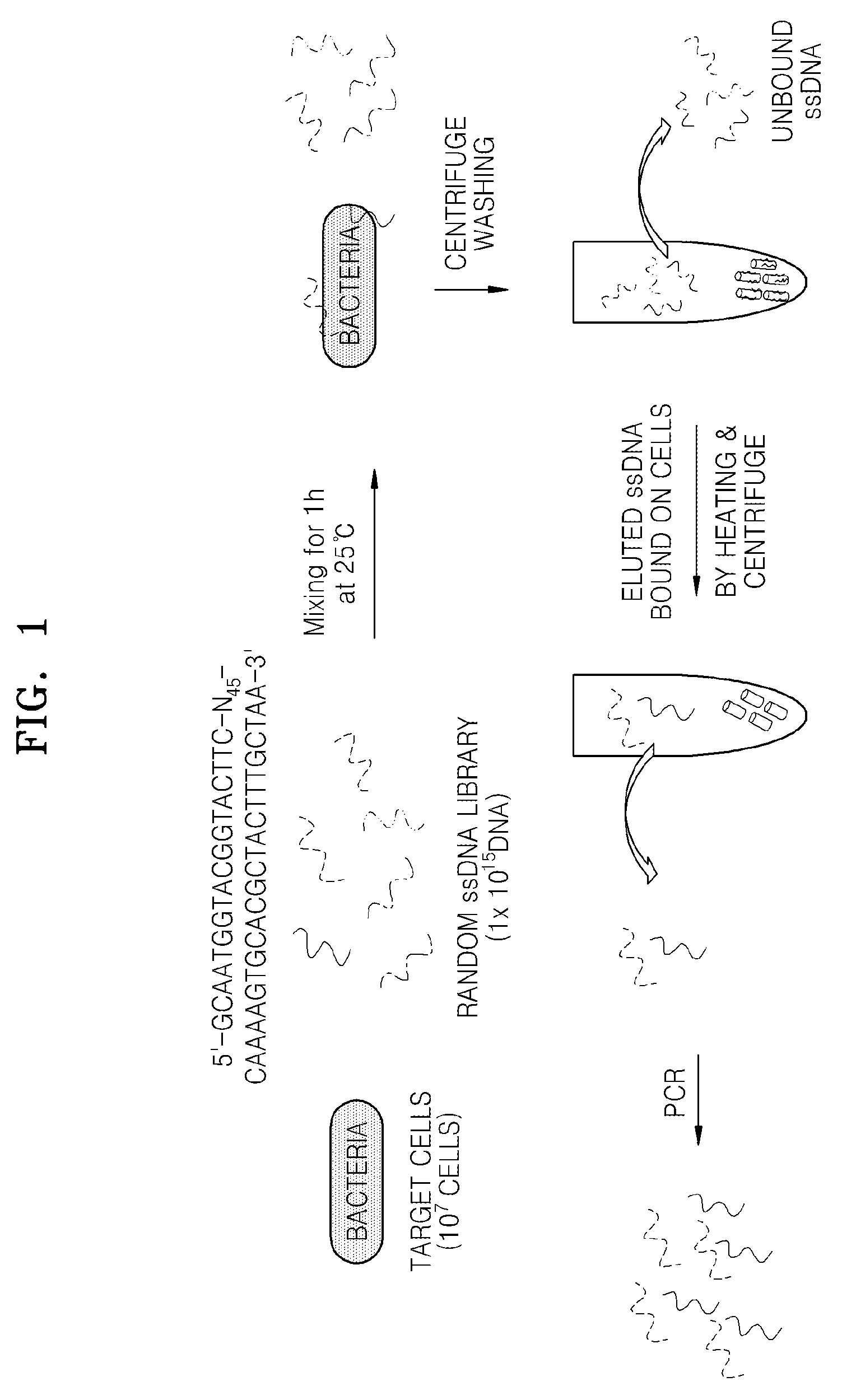 Single-stranded nucleic acid aptamers specifically binding to <i>Klebsiella pneumoniae </i>and method for detecting <i>K. pneumonia </i>using the same