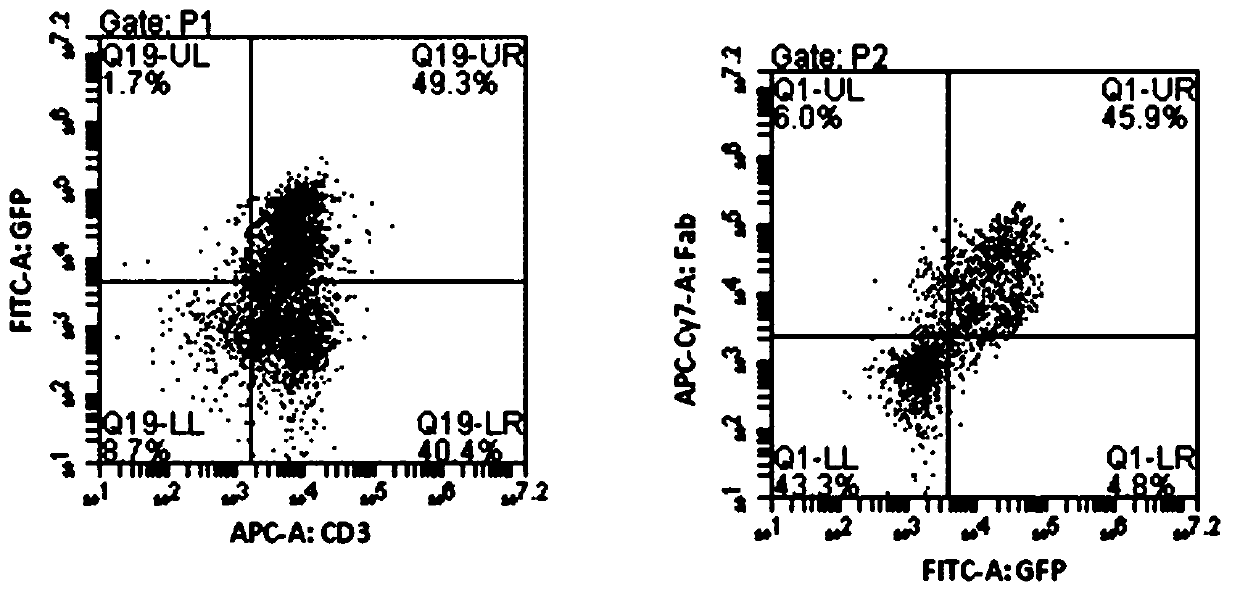 ror1 specific chimeric antigen receptor and its application