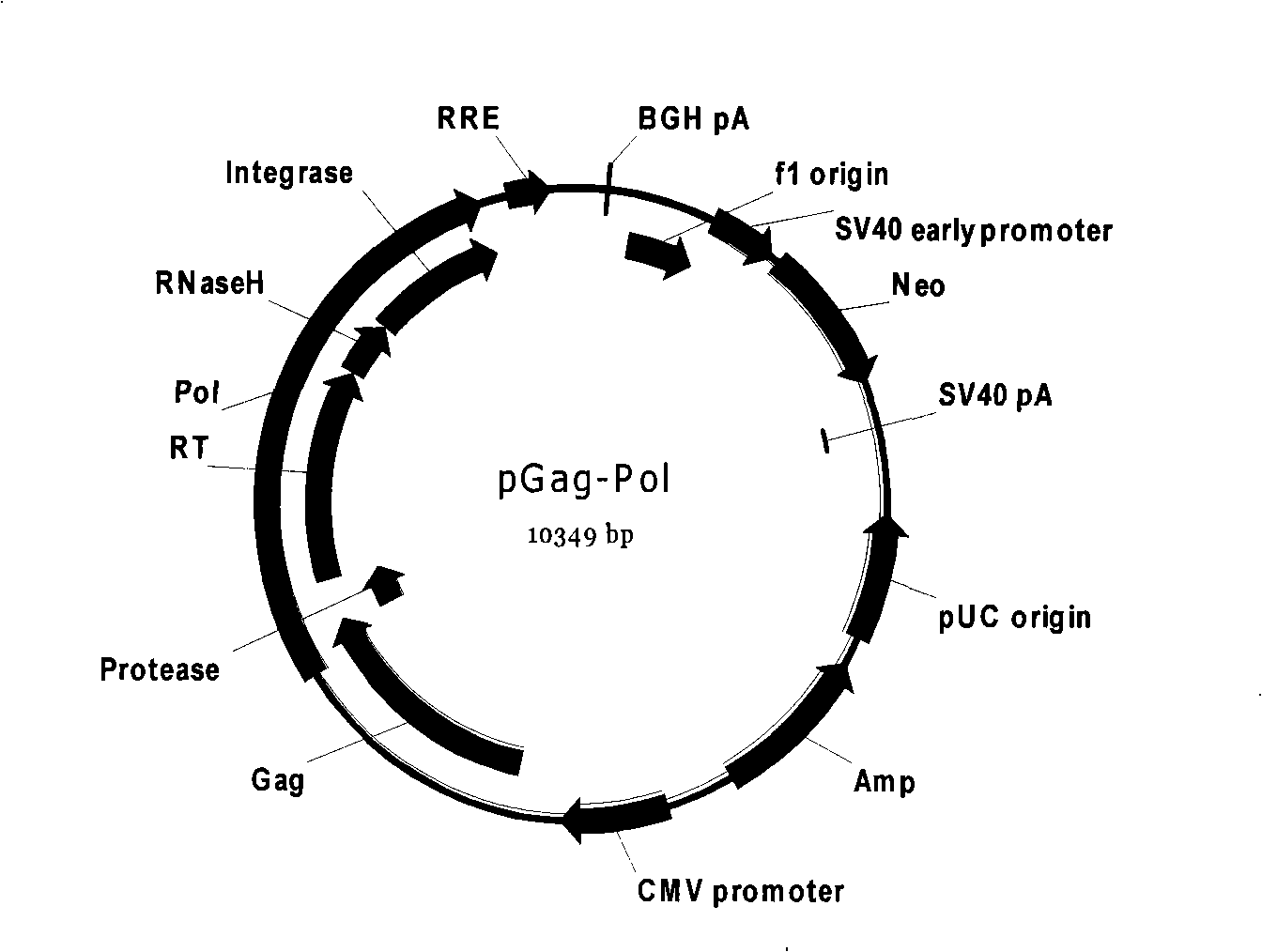 HIV medicament screening cell model and special pseudotype lentivirus therefor