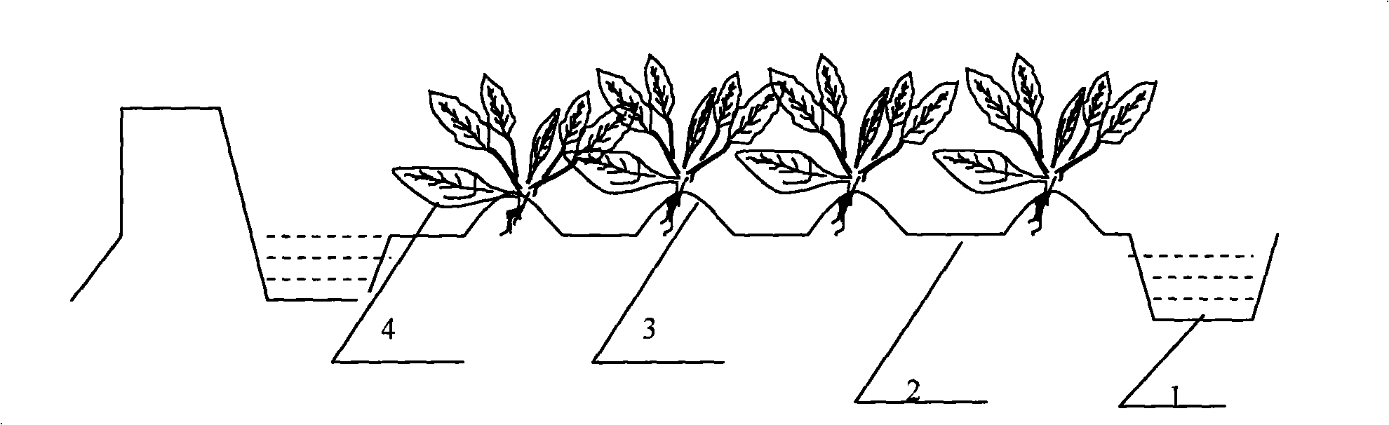 Method for transplanting rape in ill-drained paddy field