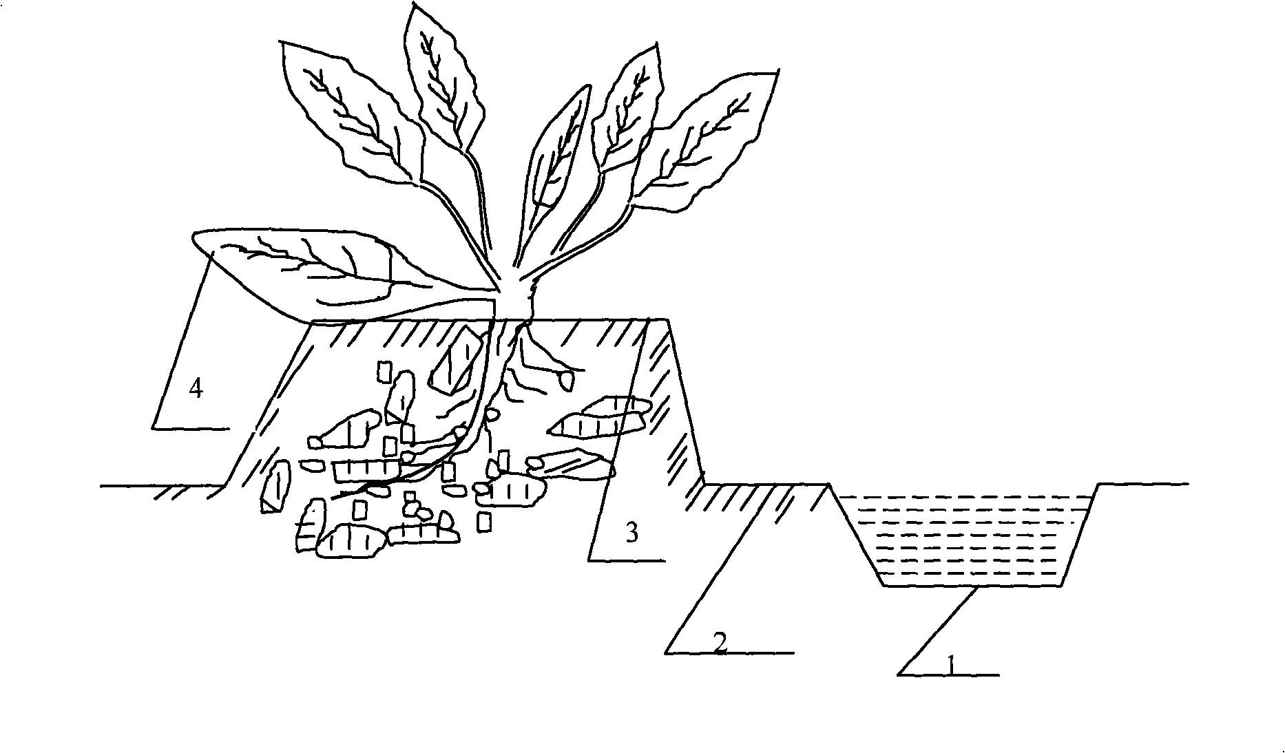 Method for transplanting rape in ill-drained paddy field