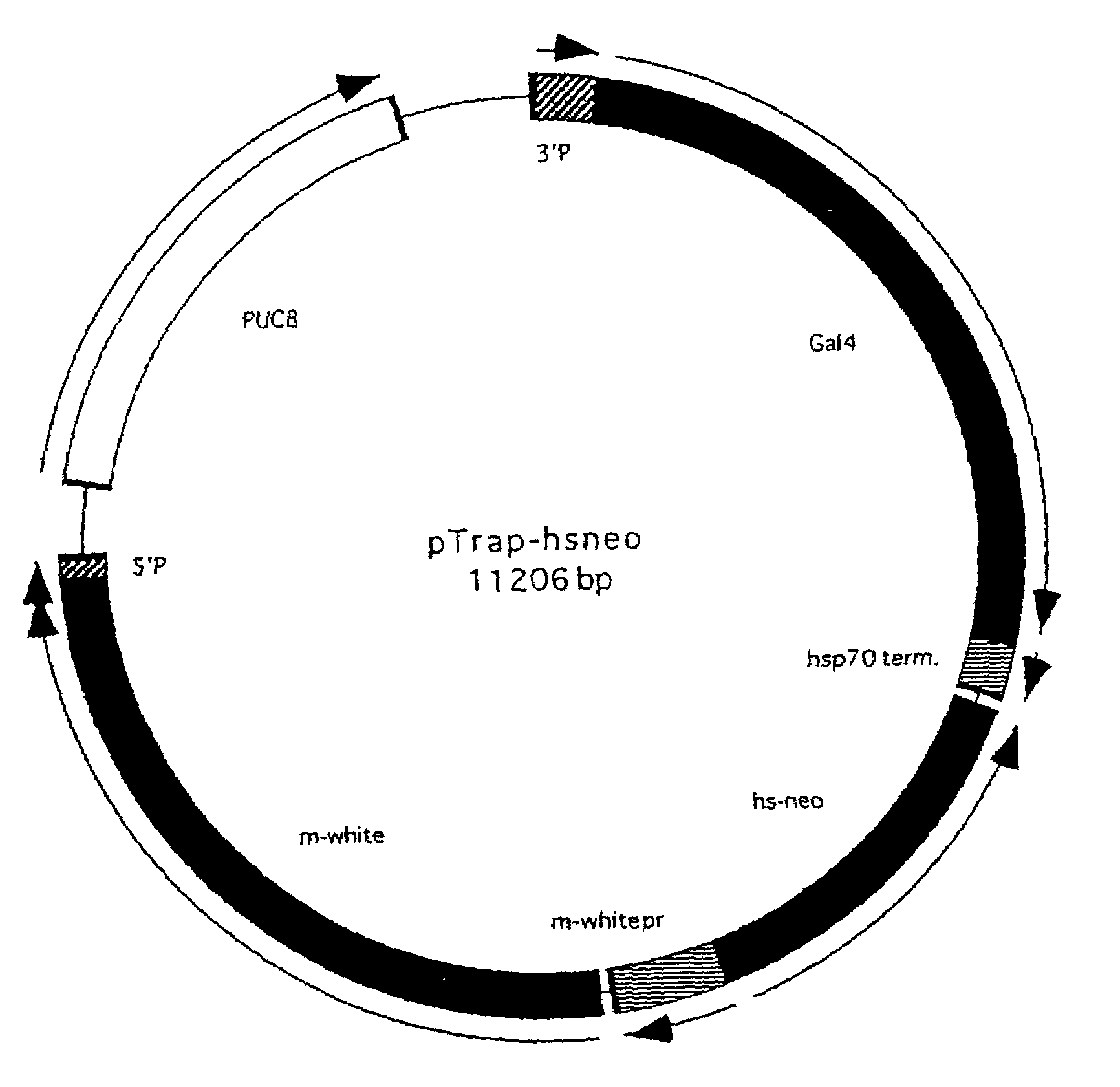 Vector for gene trap, and a method for gene trapping by using the vector