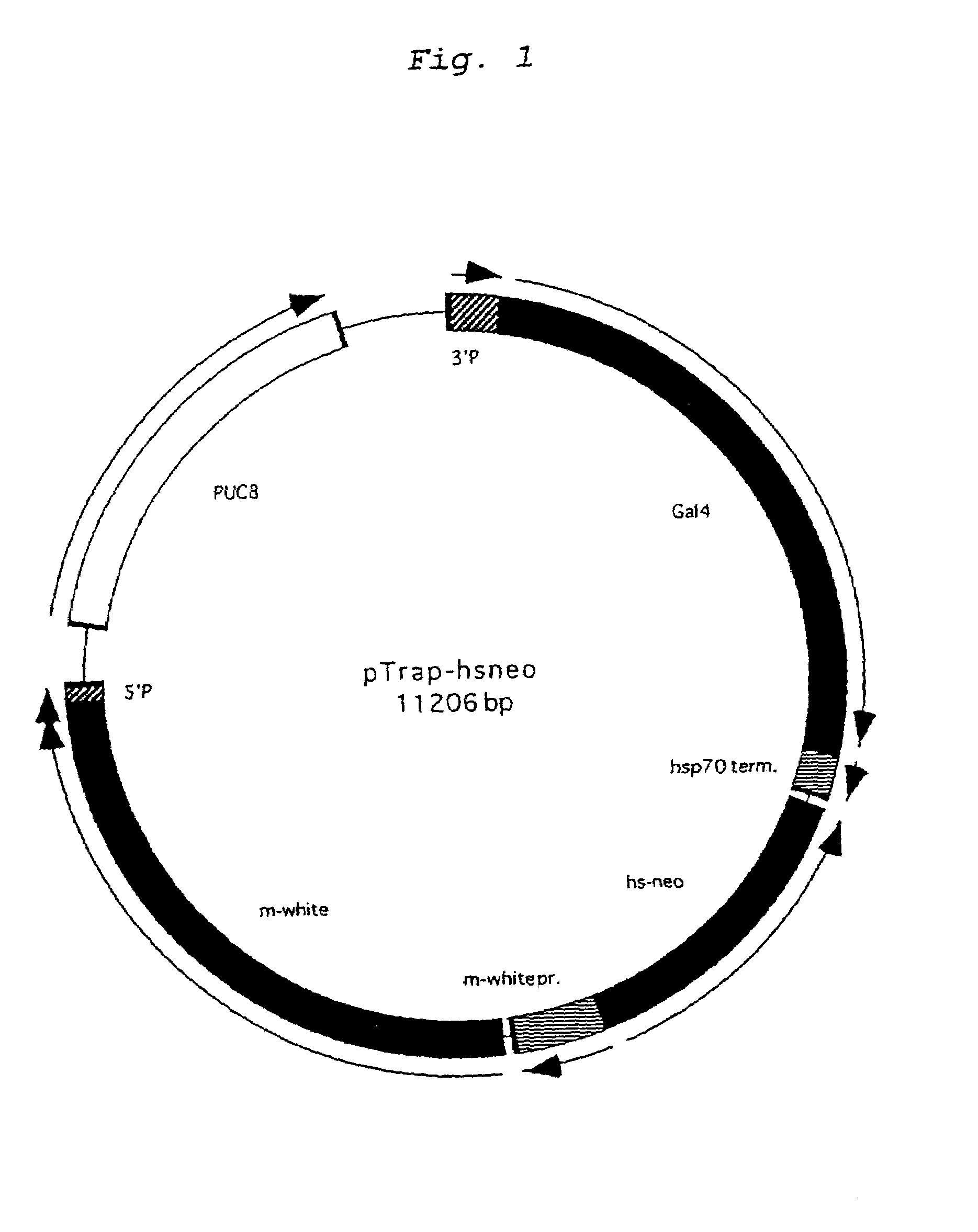 Vector for gene trap, and a method for gene trapping by using the vector