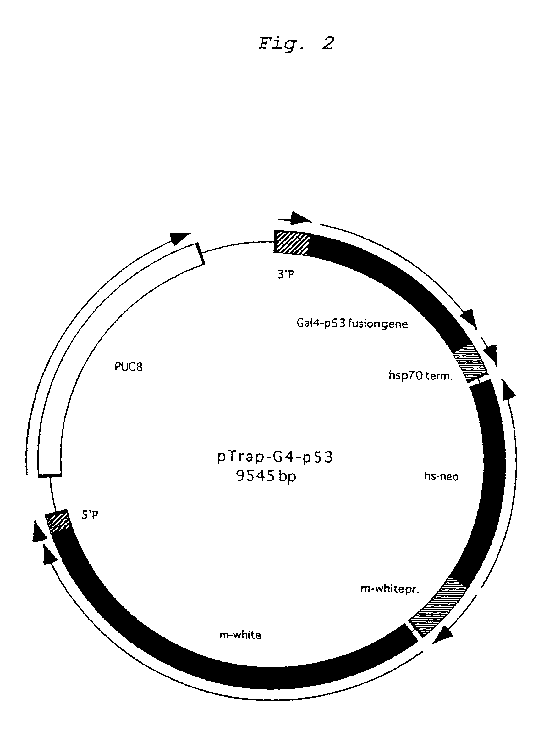 Vector for gene trap, and a method for gene trapping by using the vector