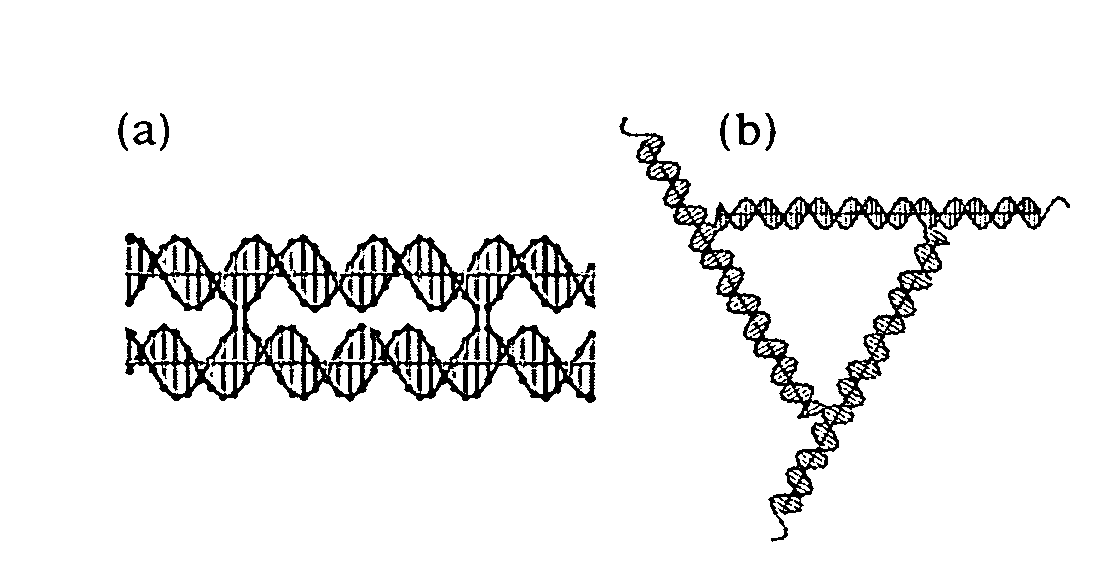 Polygonal nanostructures of polynucleic acid multi-crossover molecules and assembly of lattices based on double crossover cohesion