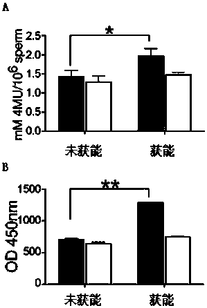 Method for using a kit for detecting sialidase in in vitro sperm capacitation fluid