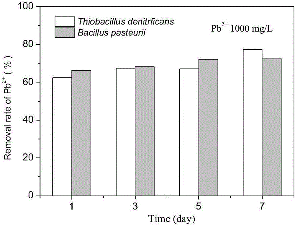 Method for joint treatment of lead ion pollution by using carbonate-mineralization microbe-thiobacillus denitrificans