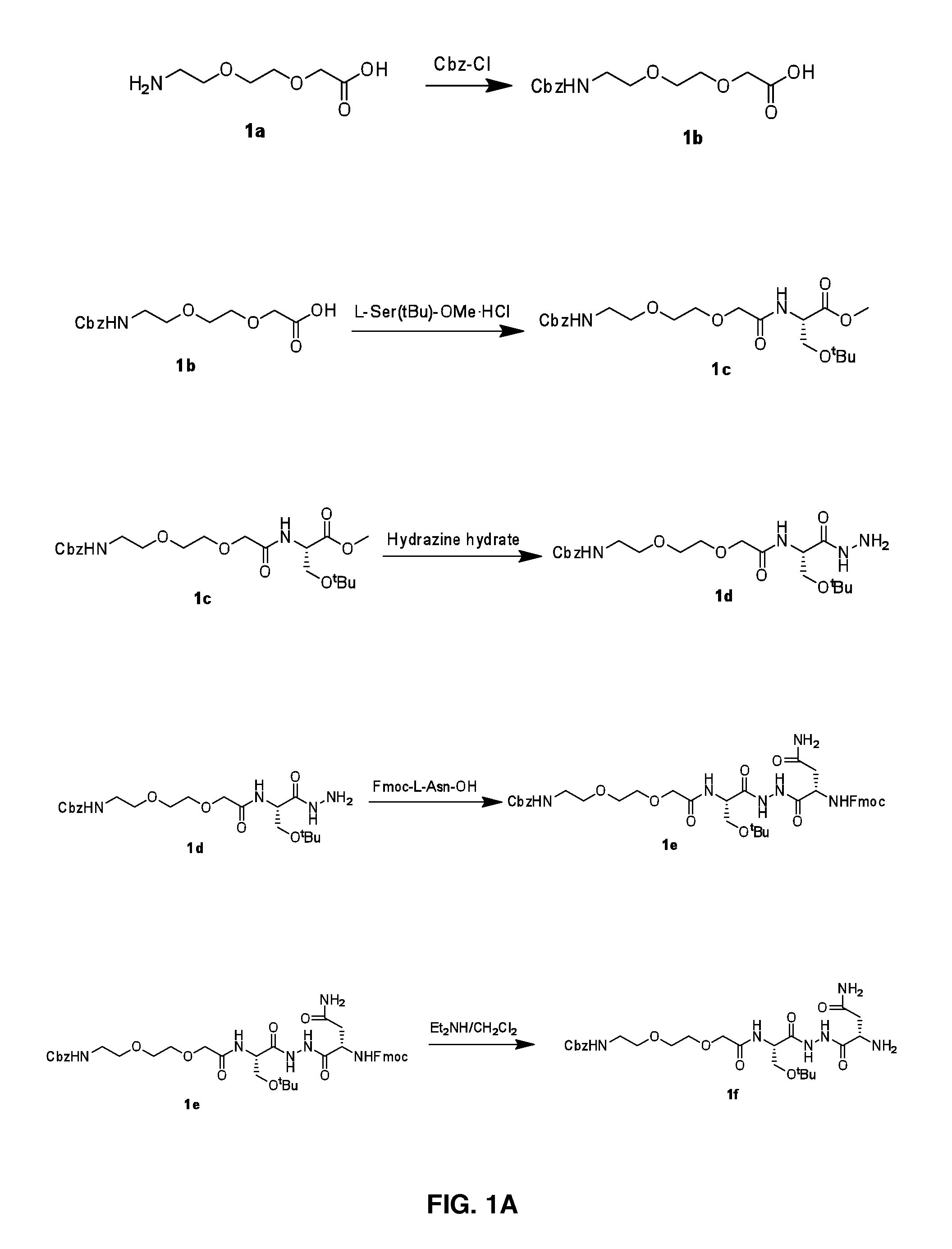 Cyclic Peptidomimetic Compounds as Immunomodulators