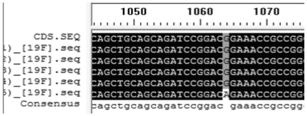 Molecular marker related to wool yield of Angora rabbits and application thereof