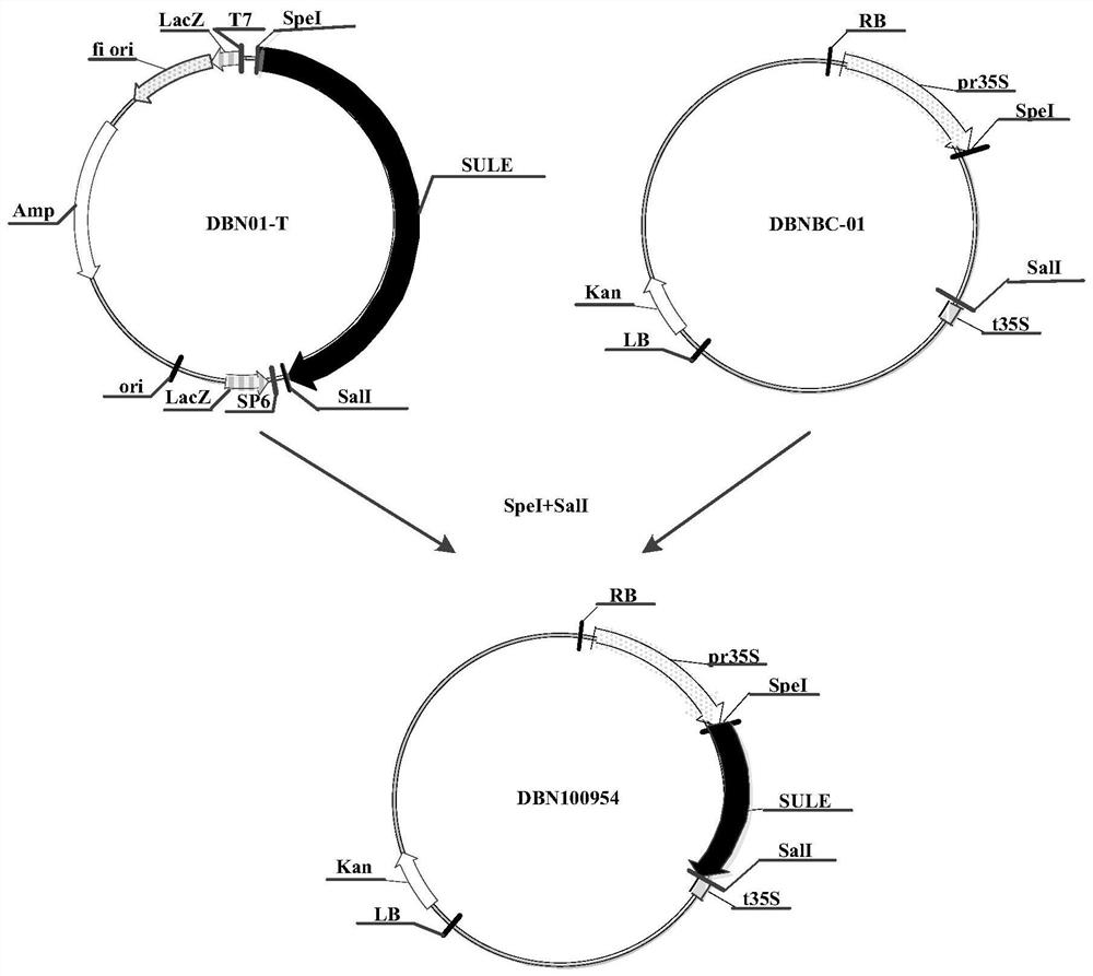 Methods for Improving Transformation Efficiency of Soybean