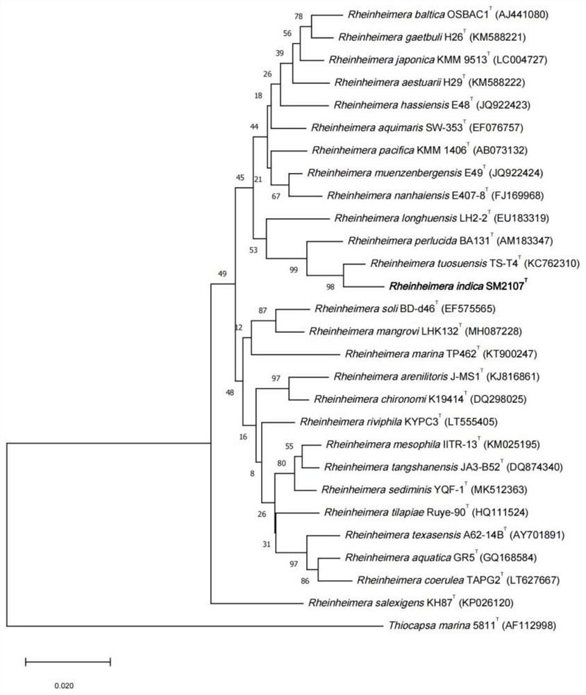 Strain capable of degrading collagen and application of strain