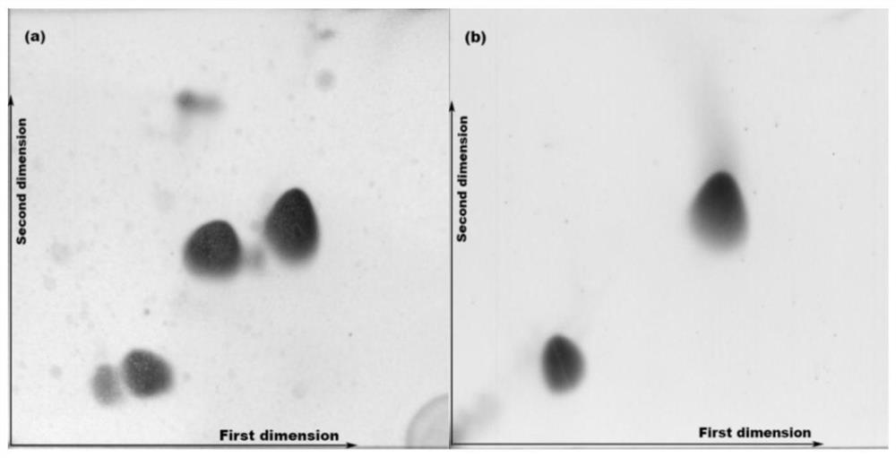 Strain capable of degrading collagen and application of strain