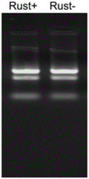 A miRNA that Regulates the Expression of the Anti-rust Fungus Infection Gene in Populus nigra