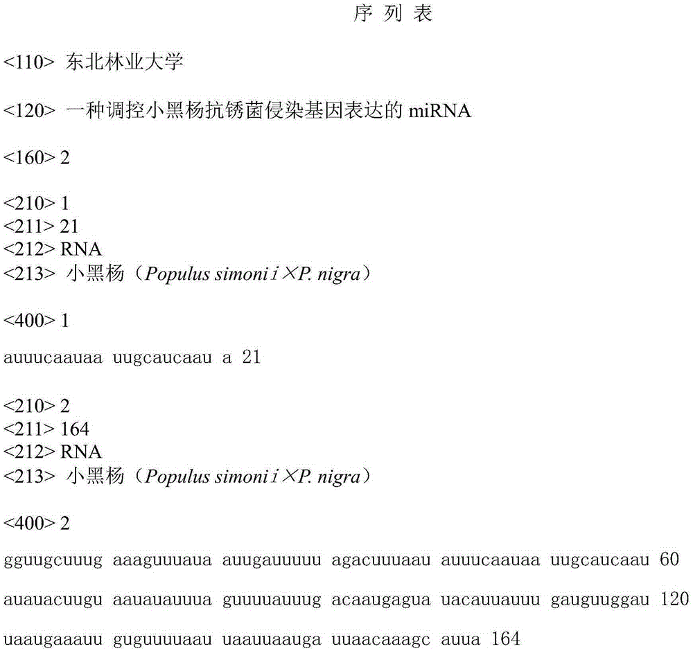 A miRNA that Regulates the Expression of the Anti-rust Fungus Infection Gene in Populus nigra