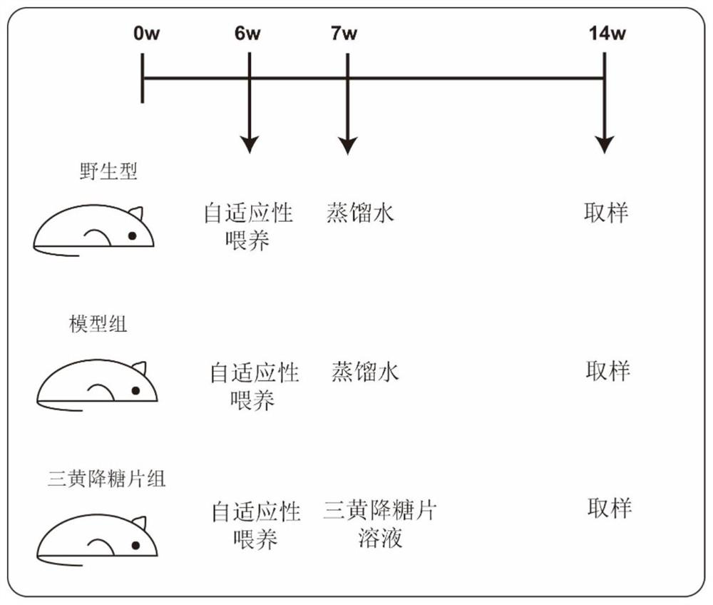 Application of Sanhuang hypoglycemic tablets in preparation of medicine for treating type-2 diabetes osteoporosis