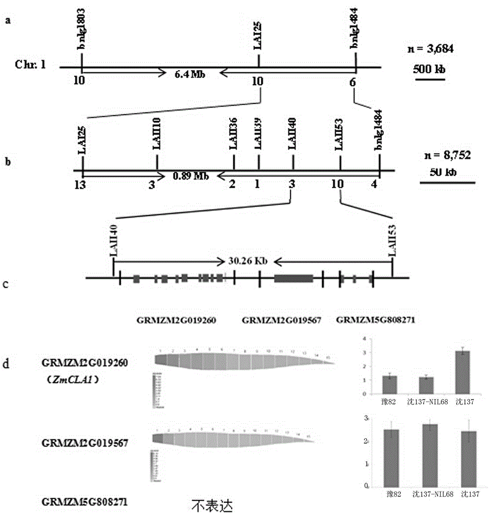 ZmCLA1 gene capable of controlling sizes of included angles of maize leaves as well as method and application of ZmCLA1 gene in breeding high-density-tolerant maize