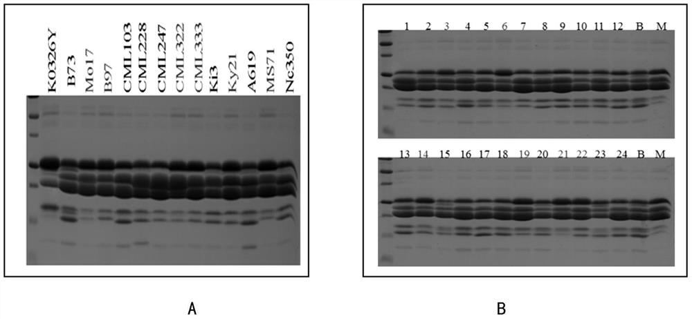 Functional Linkage Marker 0707-1 and Its Application in Maize Germplasm Improvement