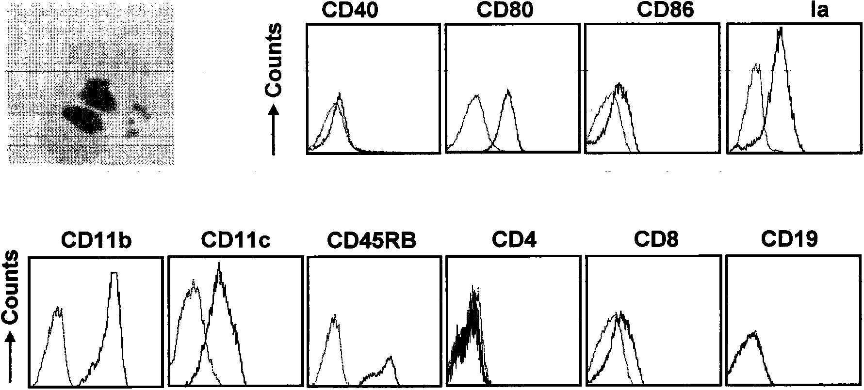 New method for obtaining regulatory macrophage