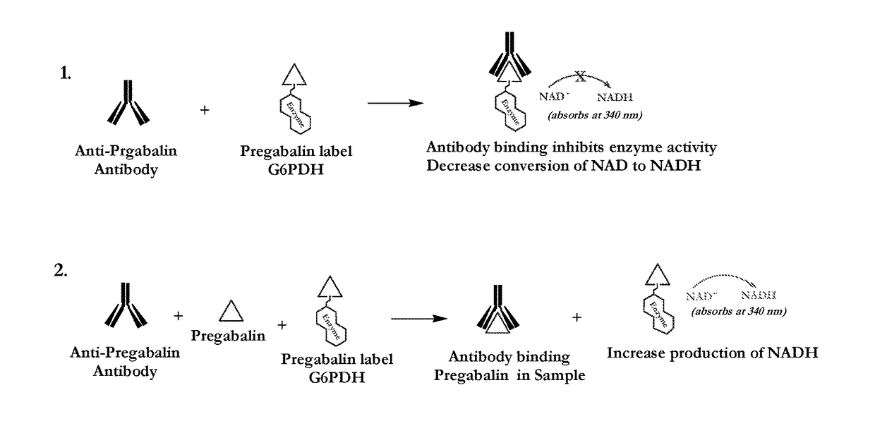 Pregabalin immunoassays