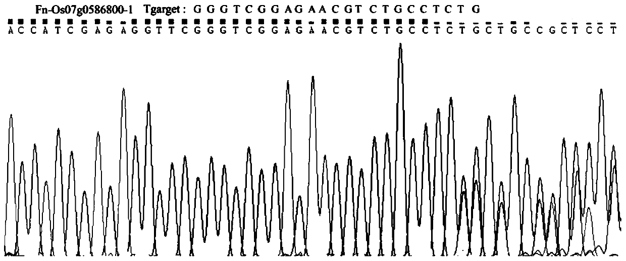 Functions and applications of rice lipase gene Os07g0586800 and encoded protein thereof