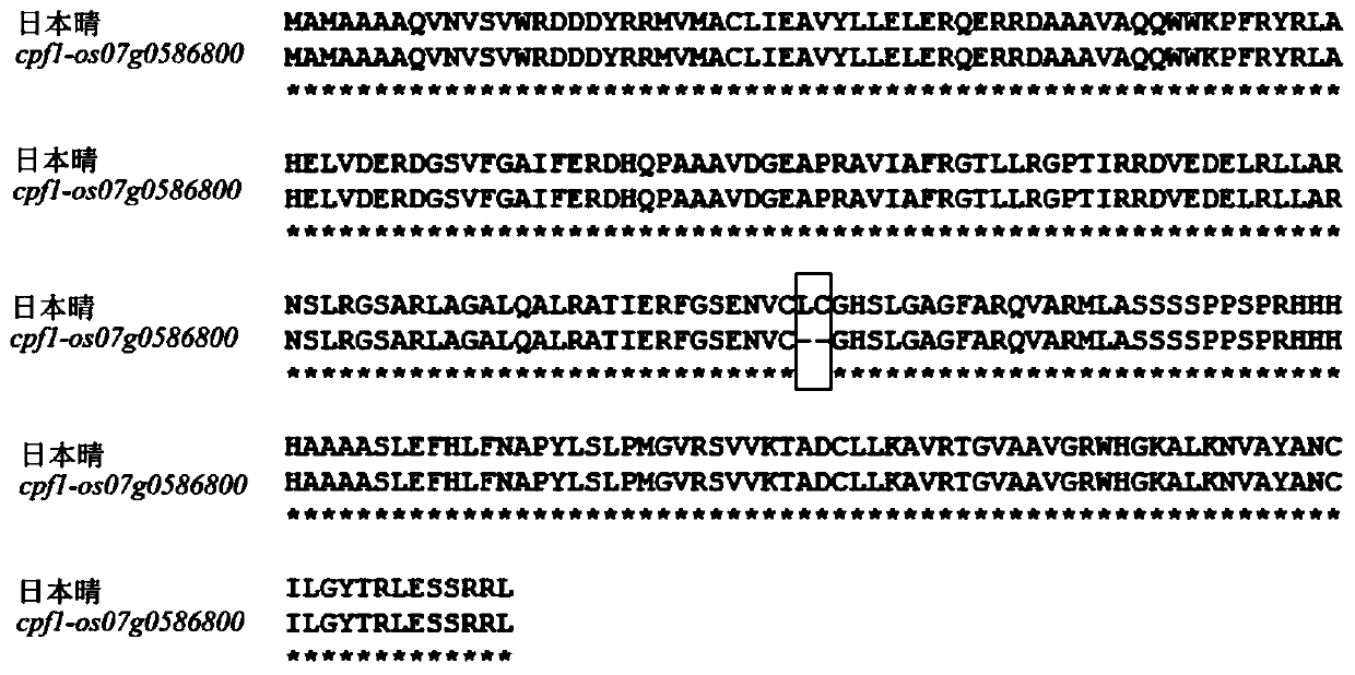 Functions and applications of rice lipase gene Os07g0586800 and encoded protein thereof