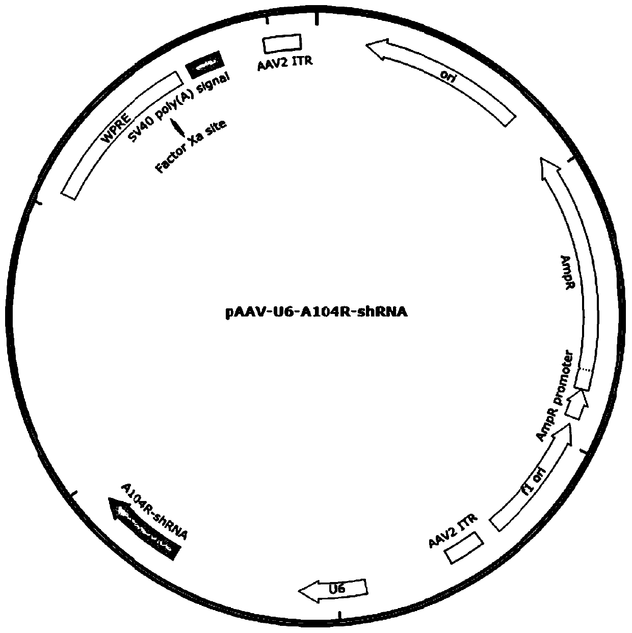 shRNAs used for inhibiting replication of African swine fever viruses and use of shRNA