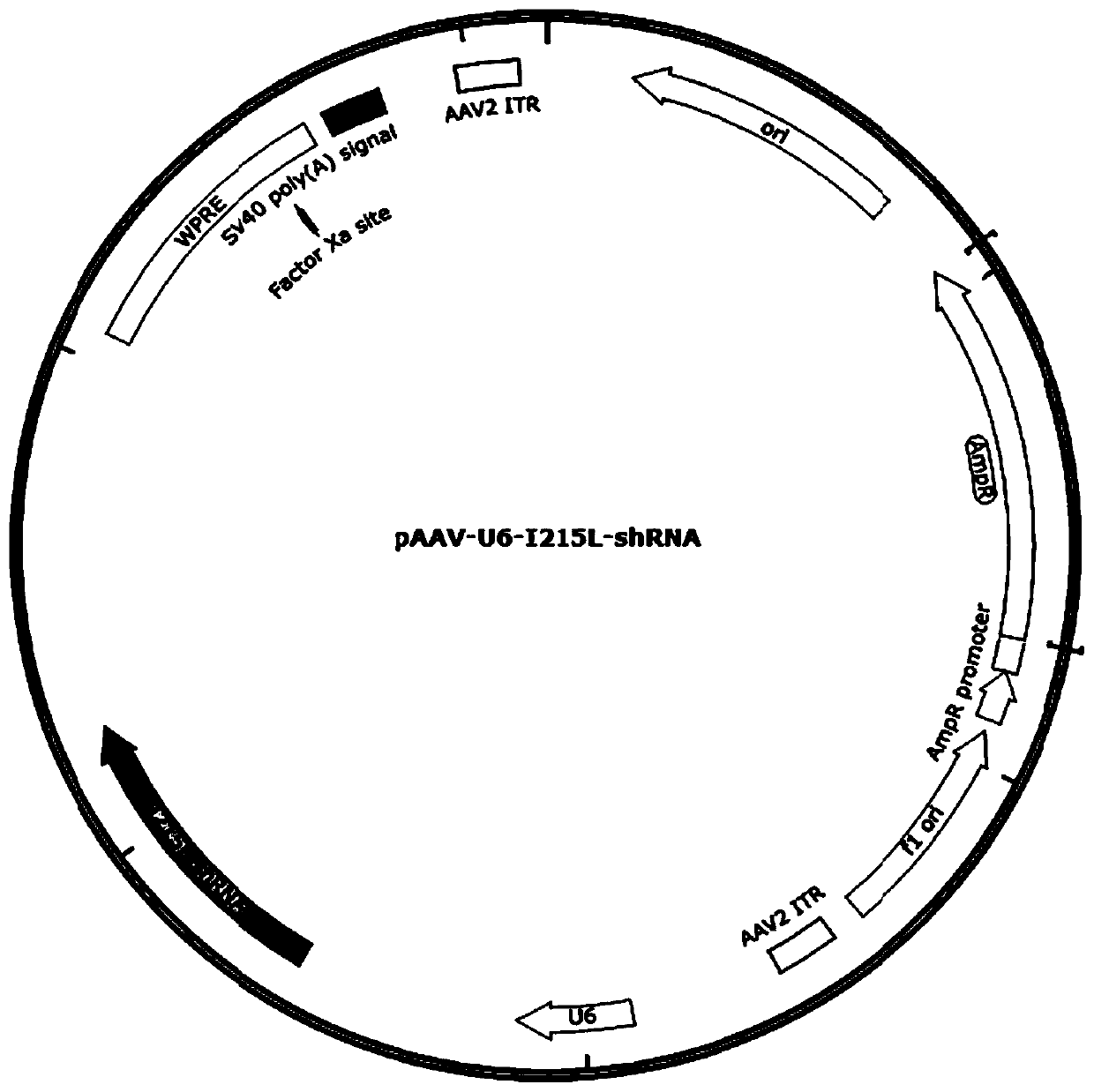 shRNAs used for inhibiting replication of African swine fever viruses and use of shRNA