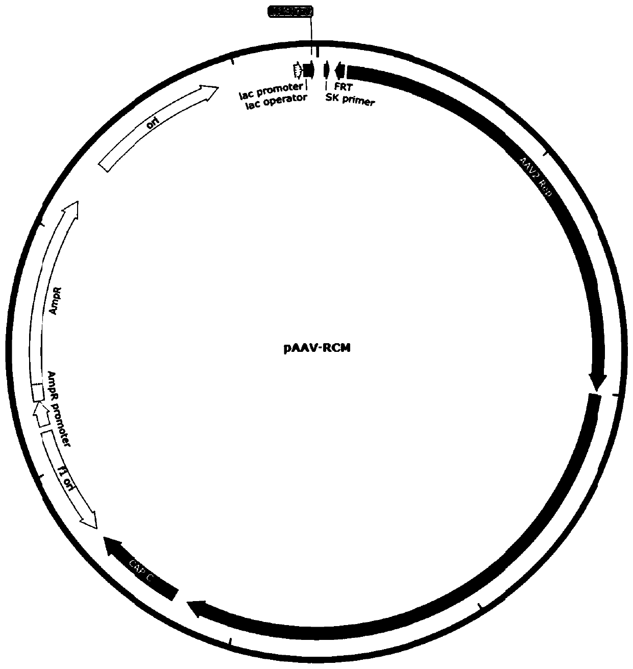 shRNAs used for inhibiting replication of African swine fever viruses and use of shRNA