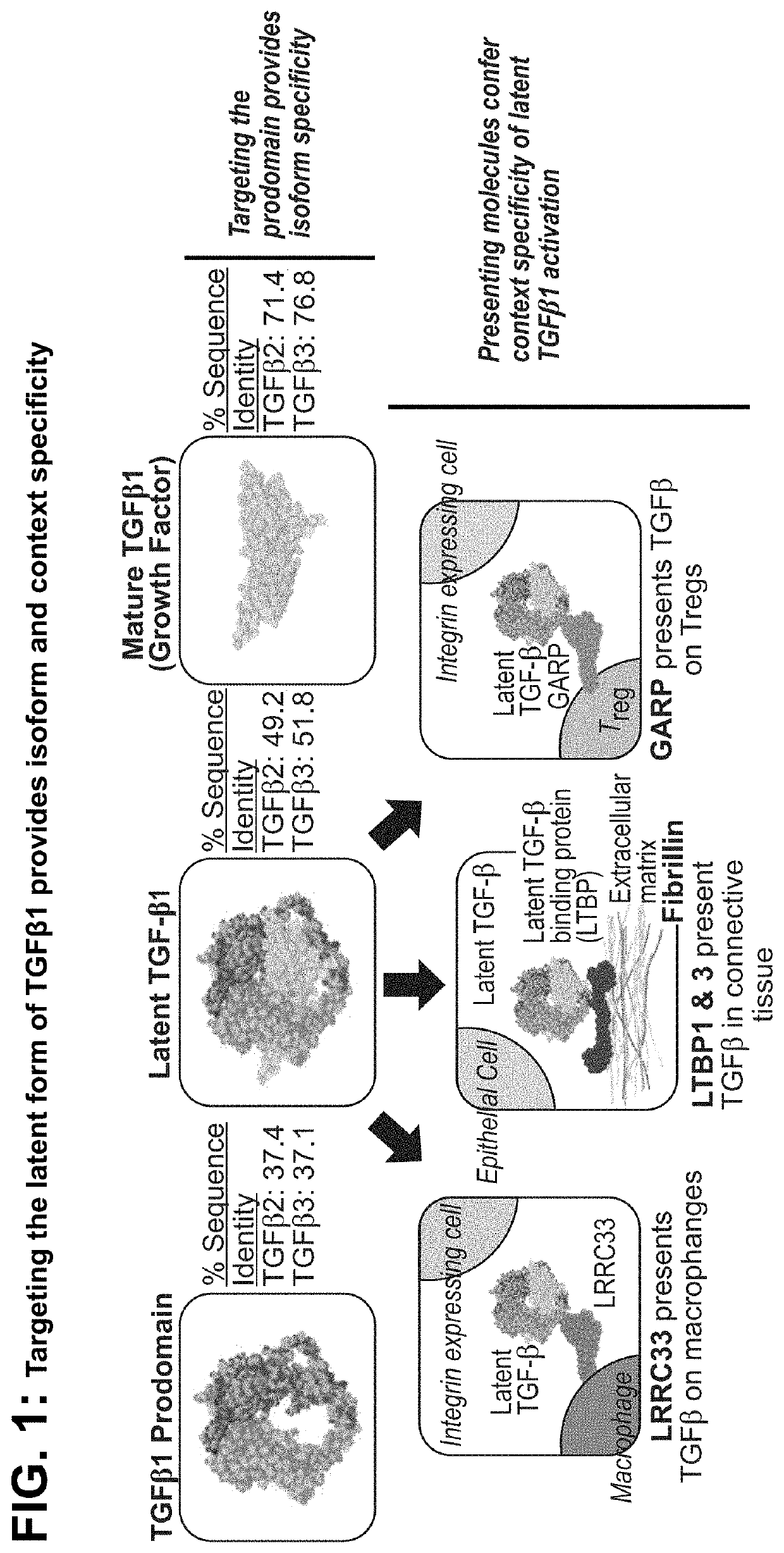 Ltbp complex-specific inhibitors of tgf-beta 1 and uses thereof